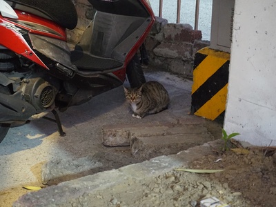 Feral Cat