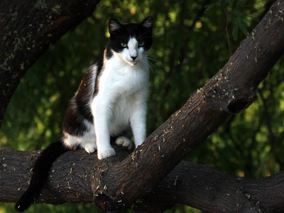 Feral cat