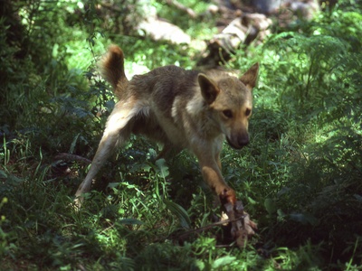 Feral dog