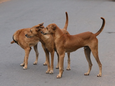 Feral dog