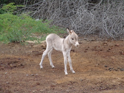 Feral Donkey
