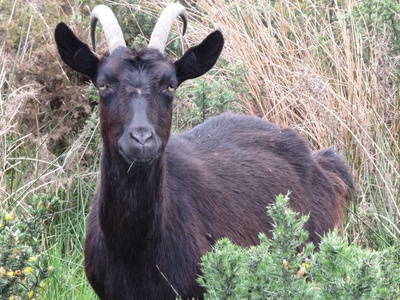 Feral Goat