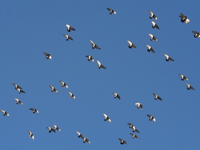 Feral Pigeon