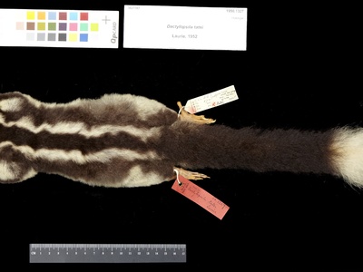 Fergusson Island striped possum