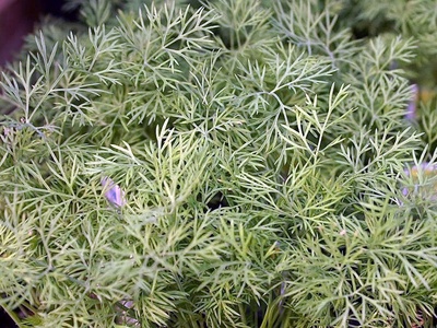 'Fernleaf' Dill
