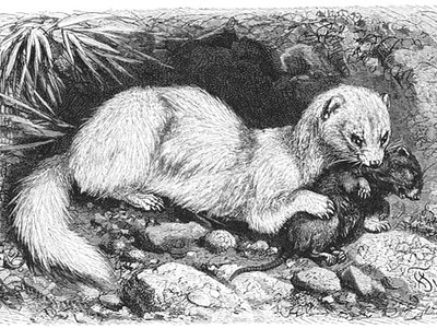 Ferret