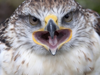 Ferruginous Hawk