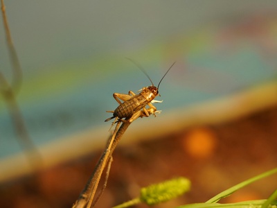 Field Cricket