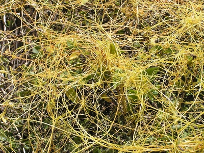 Field Dodder