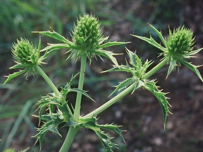 Field Eryngo