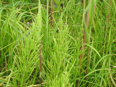 Field horsetail