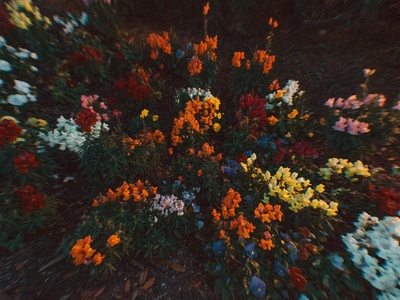 Field pansy