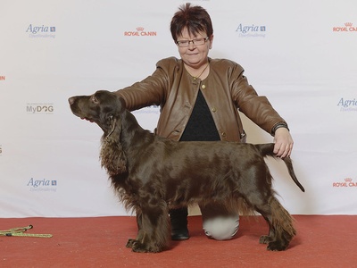 Field Spaniel
