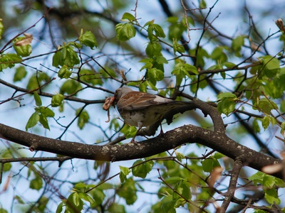 Fieldfare
