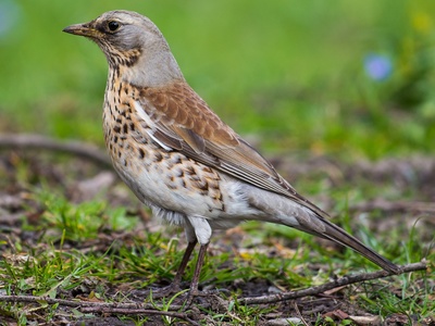 Fieldfare
