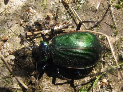 Fiery Searcher Beetle