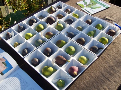 Fig (Smokva)