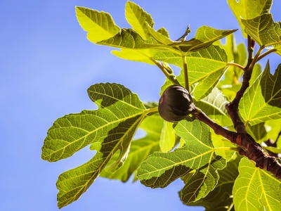 Fig Tree
