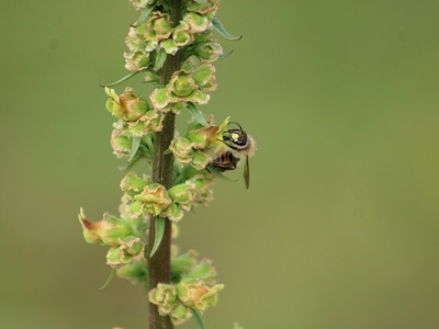 Figwort