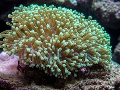 Fimbriate Anchor Coral