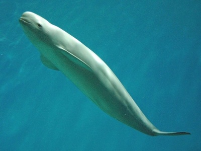 Finless Porpoise