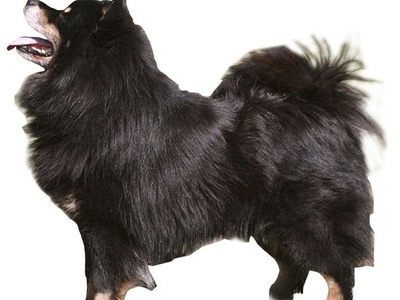 Finnish Lapphund