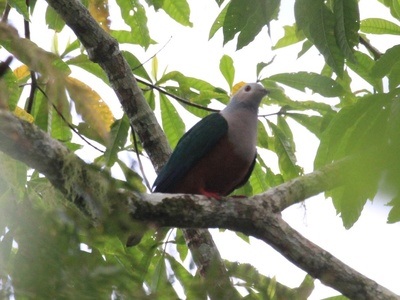 Finsch's Imperial-pigeon