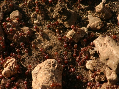Fire ant