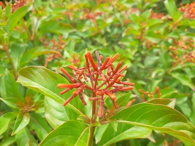Firebush