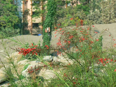 Firecracker plant