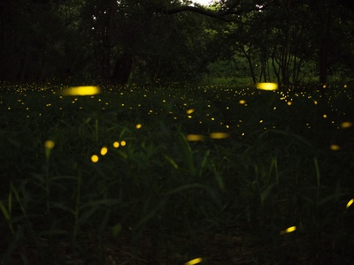 Firefly