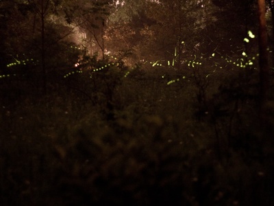 Firefly