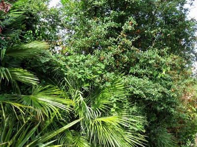 Firethorn