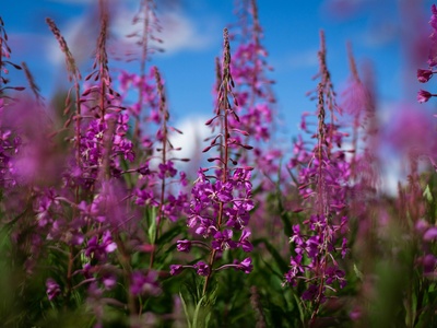 Fireweed
