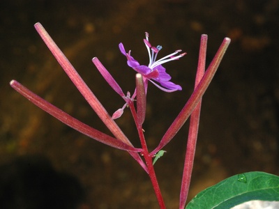 Fireweed