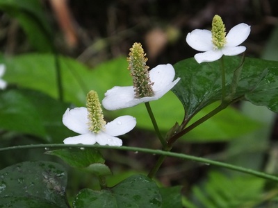 Fish mint
