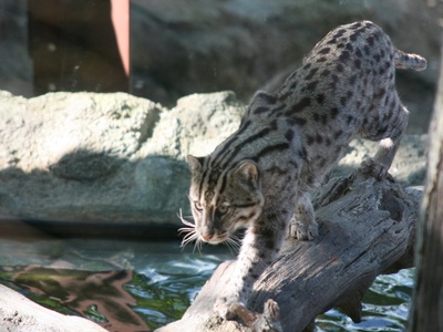 Fishing cat
