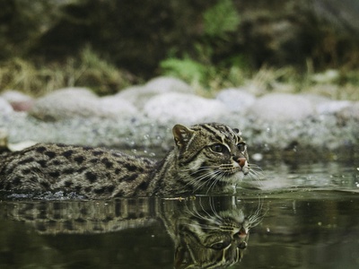 Fishing cat
