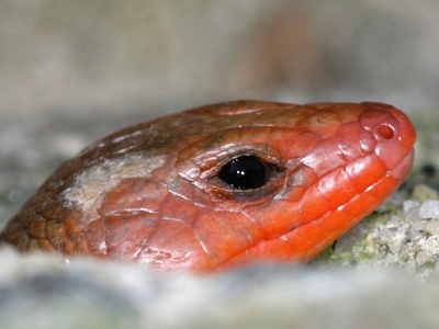 Five-lined Skink