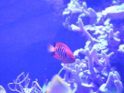 Flame angelfish