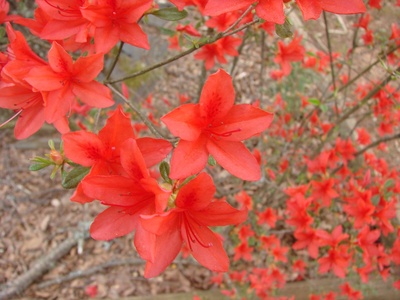 Flame azalea