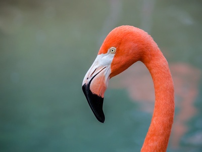 Flamingo (American)