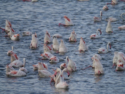 Flamingo (Lesser)
