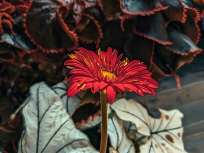 Flannel flower