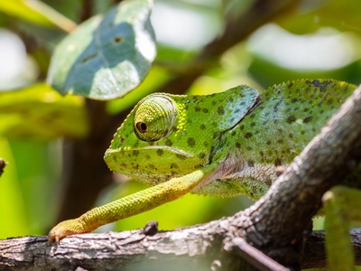 Flap-necked Chameleon