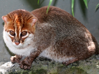 Flat-headed cat