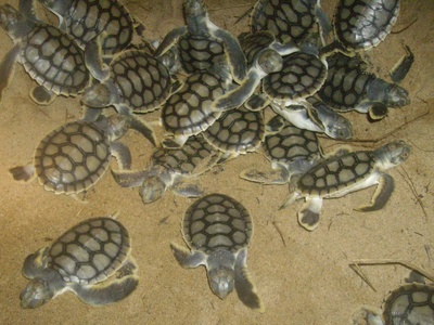 Flatback turtle