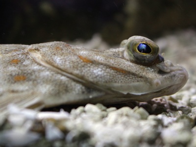 Flatfish