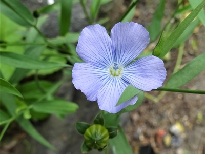 Flax