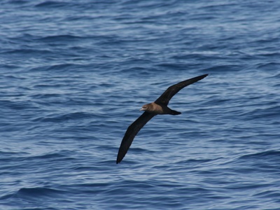 Flesh-footed Shearwater